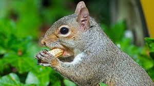 Eastern Gray Squirrel