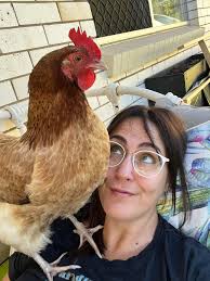 What breed is my midnight egg peacock?