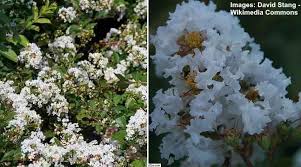 We did not find results for: Crape Myrtle Bushes Types And Care With Pictures