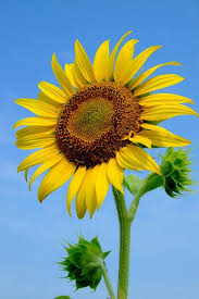 君の好きな花 sunflower pictures sunflower painting sunflower wallpaper