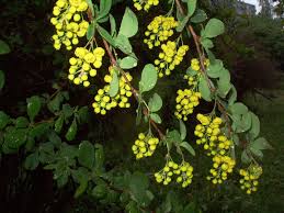 Image result for Berberis