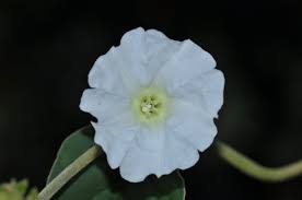 Image result for Bonamia