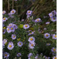 Image result for Andropogon amethystinus