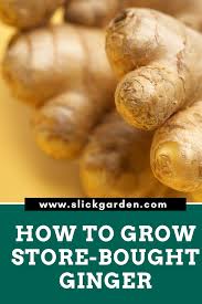 Check spelling or type a new query. How To Grow Store Bought Ginger Video Growing Ginger Growing Vegetables In Pots Fast Growing Vegetables