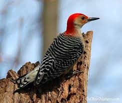 Birds With Red Heads Orange Is My Favorite Color November 2012 Ohio Birds Bird Life List Common Birds