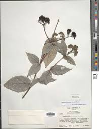 Image result for Rogiera cordata