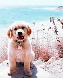 Tag us to be featured #aestheticdoglife. Beach Aesthetic And Dog Image 6733699 On Favim Com