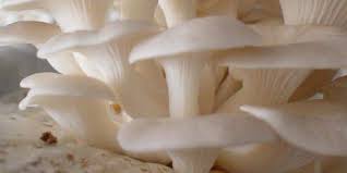 Adapula jamur yang hidup secara parasit dan dengan simbiosis mutualisme. Mengulas Si Jamur Merang Jagapati Com