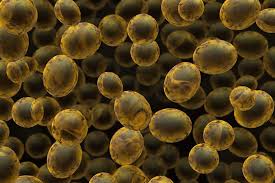 Maybe you would like to learn more about one of these? Are Yeast Cell Wall Products The Same From Different Sources All About Feed
