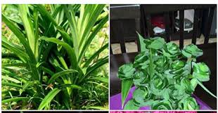 Maybe you would like to learn more about one of these? Daun Pandan Buat Bunga Ros Hiasan Blog Santai Santai Jerr