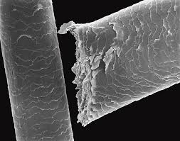 Your human hair microscope stock images are ready. Human Hair Cut With Scissors Photograph By Dennis Kunkel Microscopy Science Photo Library