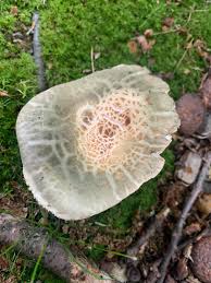 Image result for Russula perlactea