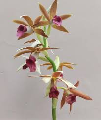 Image result for Phaius occidentalis