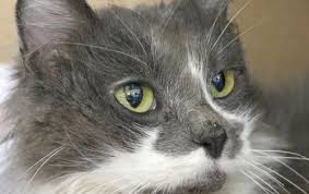 Hi I M Arietta I M A Young Spayed Female Gray And White Domestic Medium Hair Cats And Kittens Cats Grey And White Cat