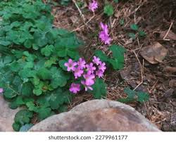 Image result for Oxalis corniculata
