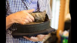 Adopting a cat is a big decision. Cats Takeover Seattle Kitty Hall For Annual Adoption Event King5 Com
