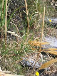 Image result for Pentameris