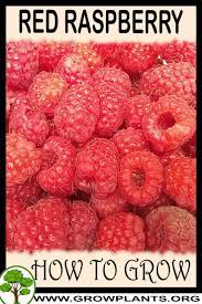 How To Grow Red Raspberry Plant Raspberry Plants Growing Raspberries Raspberry