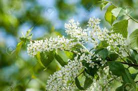 This artificial open rose bush can create beautiful table decorations, centerpieces, corsages, and more! Spring Flowers Bird Cherry A Tree With White Fragrant Flowers Stock Photo Picture And Royalty Free Image Image 81215770