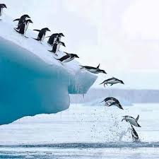 What Animal Will You Be Reincarnated As Penguins Penguins And Polar Bears Animals Beautiful
