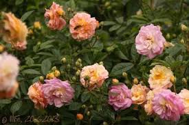 Pin Pa Interesting Roses