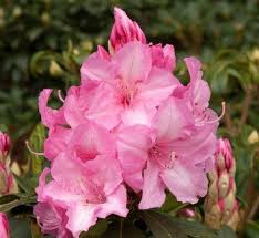 Pin On Gardening