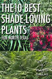 We did not find results for: 340 Drought Tolerant Plants For Texas Ideas Drought Tolerant Plants Plants Drought Tolerant