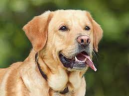 We did not find results for: Arti Mimpi Anjing Digigit Dikejar Dijilat Melihat Memelihara