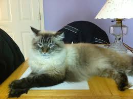 Welcome to eurocoons maine coon cattery! Rush The Siamese Maine Coon Mix Kitty Home Facebook
