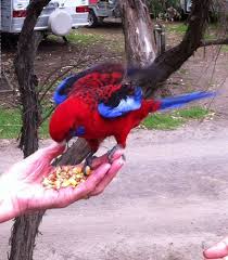 27 2 2015 Feeding The Birds At Kennett River On The Great Ocean Road Day Tours Greatful Victoria Australia