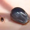 How do i get ticks out of my house. Https Encrypted Tbn0 Gstatic Com Images Q Tbn And9gcttybipbqiq2xkrij4wezsnu6xh58cau39eape1uxw1bjk4thef Usqp Cau