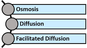 Difference Between Passive And Active Transport With