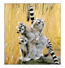 Wow Animals Photos Cute Animals Animals Friends Animals