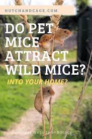 Do Pet Mice Attract Wild Mice Into Your Home Hutch And Cage