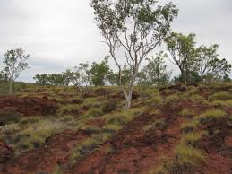 Image result for Scleria lateritica