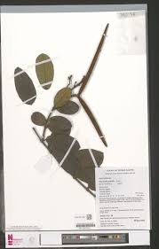 Image result for Pilea sublucens