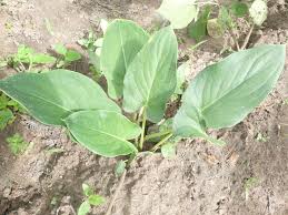 Image result for Stylochaeton