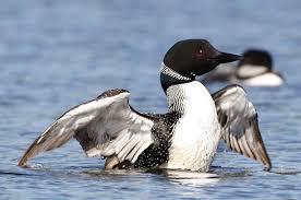 Check spelling or type a new query. Common Loon Favourite To Become Canada S National Bird Citynews Toronto
