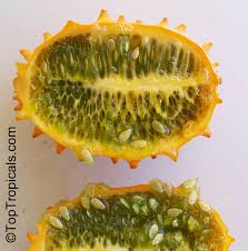 Image result for Cucumis bryoniifolius