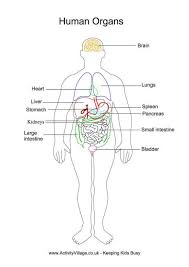 The average temperature if a normal human body is 98.4 degrees fahrenheit or 36.9 degrees celsius. Human Organs Printables Human Body Printables Human Body Unit Human Body Unit Study