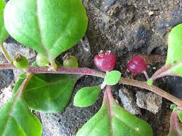 Image result for Tetragonia spicata