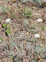 Image result for Craibia zimmermannii