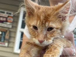 Fundraiser by noah doupe : Support Bongo's Life-Saving Surgeries