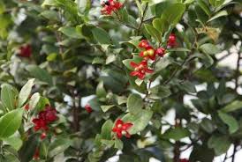 Image result for Ochna kirkii
