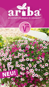 Pin Auf Volmary Blumengarten Blumen Pflanzen Pflegen