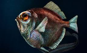 Requires a heavy fishing line to be able to be used for fishing. Remarkable Fish See Colour In Deep Dark Water Uq News The University Of Queensland Australia