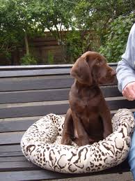 The whiskery german wirehaired pointer is an enthusiastic, sweet companion who does best with rigorous activity. Brown German Wirehaired Pointer Puppiespet Photos Gallery Puppies Pet Photos Gallery Rnn1lr6kbv