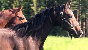 Uniquely different horse tail extensions. Limelight Horses Oy Home Facebook