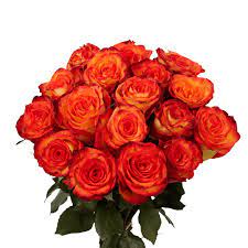 We did not find results for: 50 Roses Yellow Red Globalrose