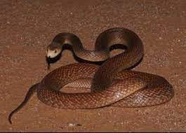 Coastal Taipan Snake Black Mamba Snake Snake Venom